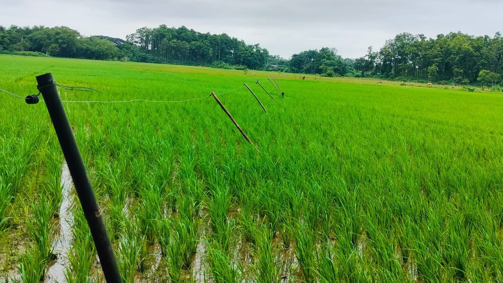 <div class="paragraphs"><p>Solar fence for paddy farmers.</p></div>